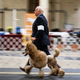 A poodle competes at the Annual Kennel Club of Beverly Hills Dog Show. (Image: AP)